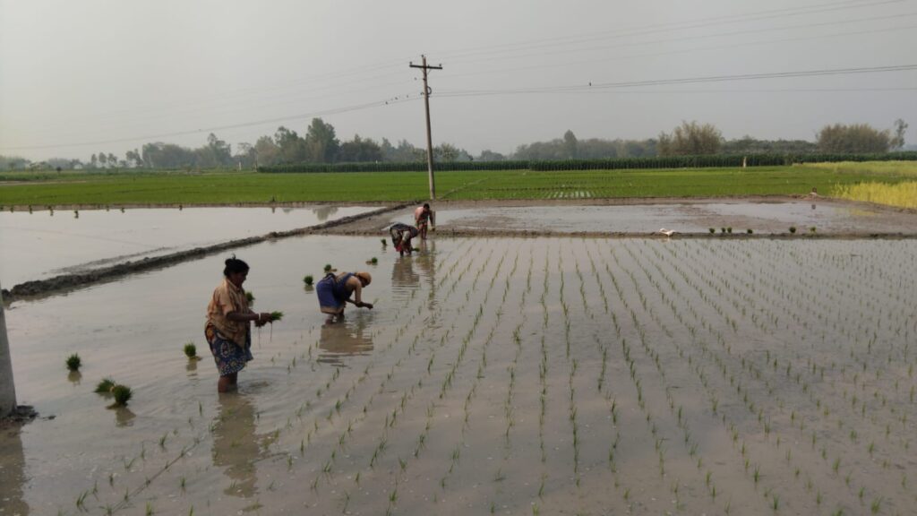 গোধূলির ধানক্ষেতে লক্ষ্মী-ববিতার আলাপন ; সংগ্রাম, স্বপ্ন ও টিকে থাকার লড়াই